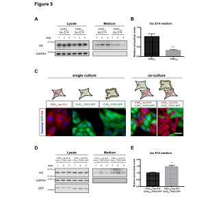 Interaction Of Tau With Components Of The Plasma Membrane A B