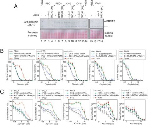 Functional restoration of BRCA2 protein by secondary BRCA2 mutations in ...