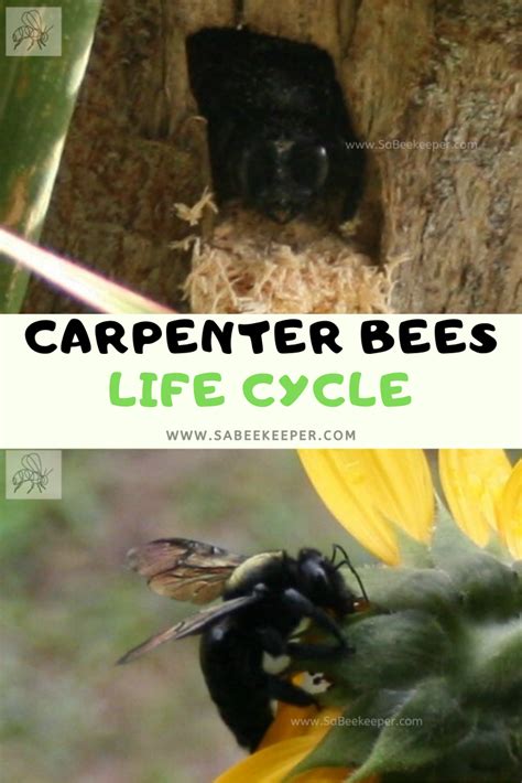 Valley Carpenter Bee Life Cycle Picture Of Carpenter