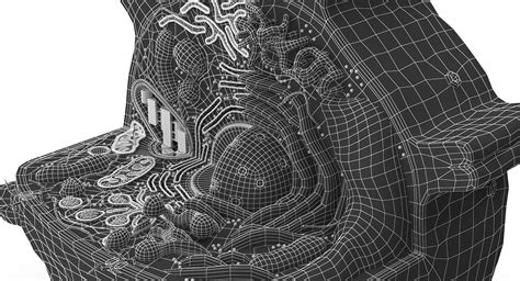 3d model of plant cell