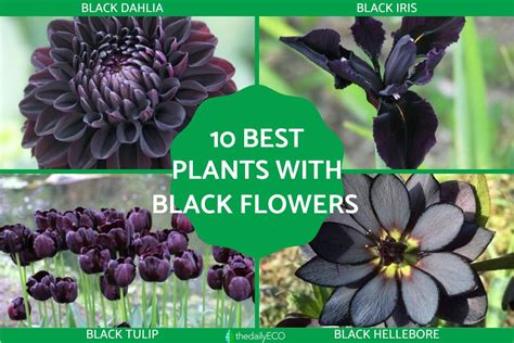 10 Plants With Black Flowers Names And Photos Of Dark Flowers