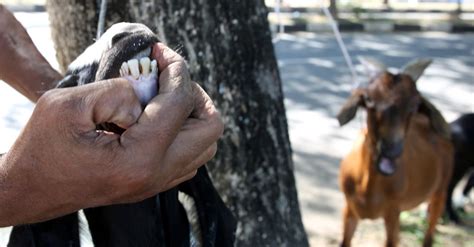 10 Tips Konsumsi Daging Kurban Kambing Agar Kolesterol Tak Naik