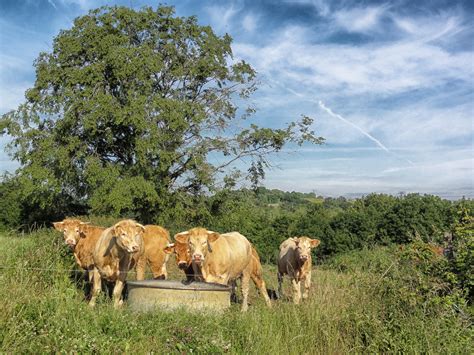 Free Images Nature Forest Grass Wilderness Sky Field Farm