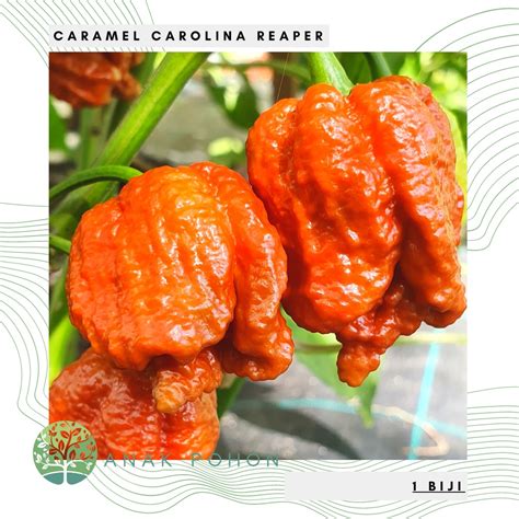 Jual Benih Bibit Biji Cabai Caramel Carolina Reaper Cabe Karamel