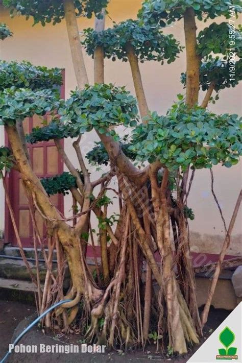 Jual Pohon Bonsai Beringin Dolar Tunas Penghijauan