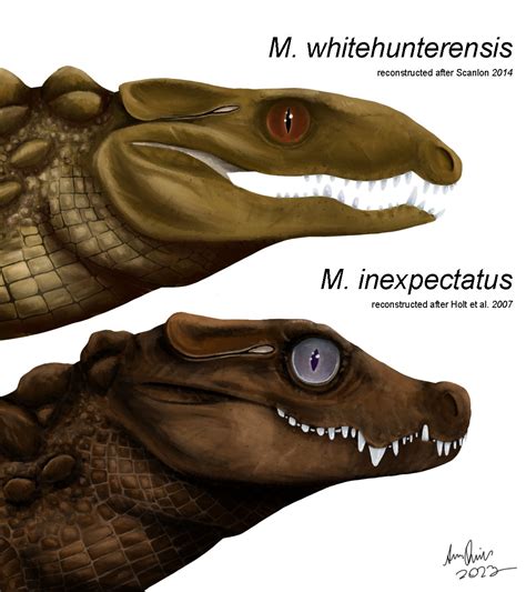 Two species within the Mekosuchus genus, showing differences between both of them; M ...