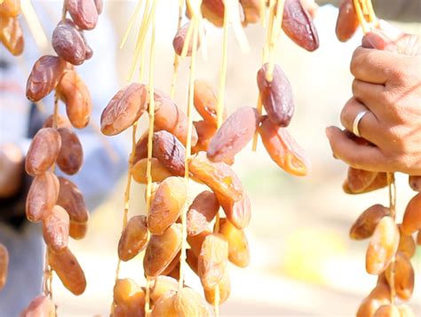 Certifications Dates Of Tunisia Pitted Dates Processed Dates Bio