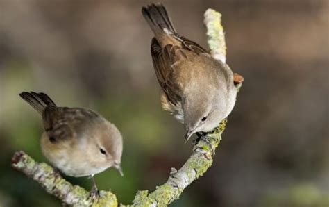 क्यों मनाया जाता है विश्व गौरैया दिवस World Sparrow Day 2023 Top