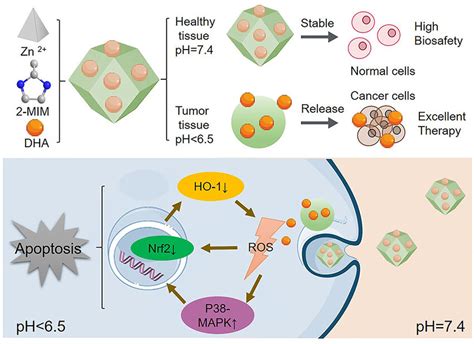 Schematic Illustration Of The Preparation Process And Antitumor