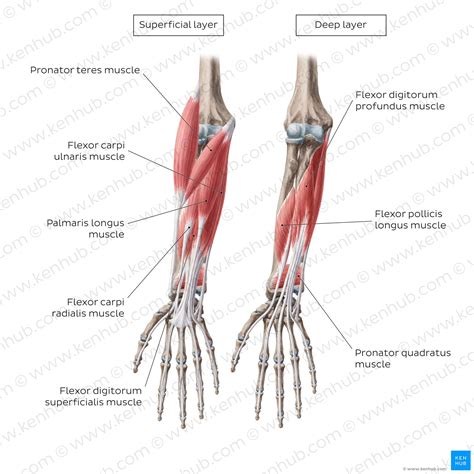 Anterior Muscles Of Forearm Photograph By Asklepios Medical Atlas 93340