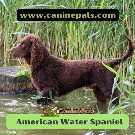 American Water Spaniel Canine Pals