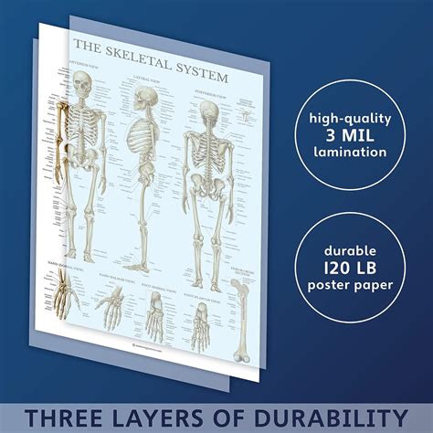 Palace Learning Skeletal System Anatomical Chart Laminated Human Skeleton Anatomy Poster 18