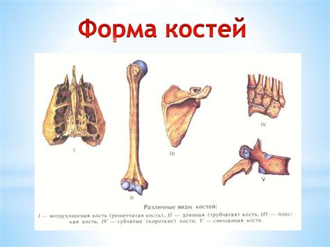 Строение, состав и соединение костей - презентация онлайн
