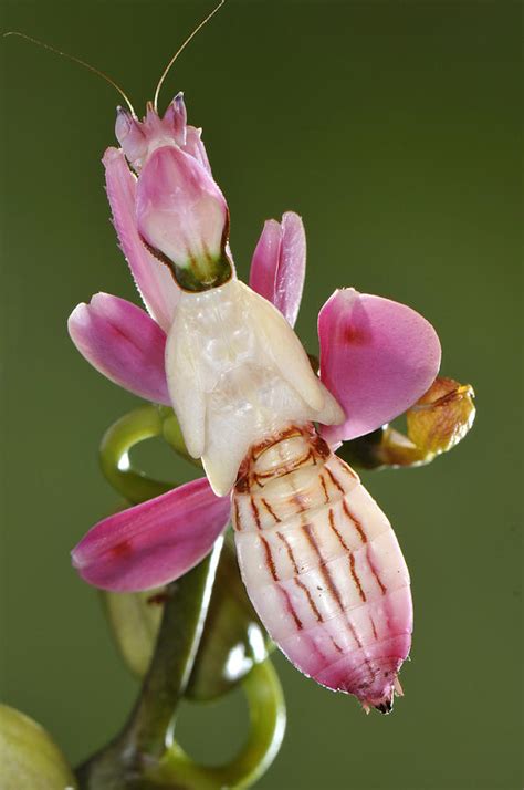 Orchid Mantis Photograph By Francesco Tomasinelli Fine Art America