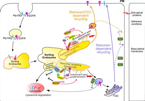 A Proposed Model For Differential Recycling Routes Of Ptp D And Egfr