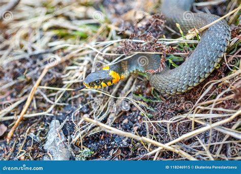 Snake Crawling On The Ground Stock Image Image Of Horizontal Adder