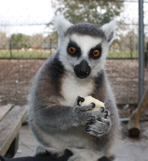 Lemur eating banana - Rocking B-A-B Ranch