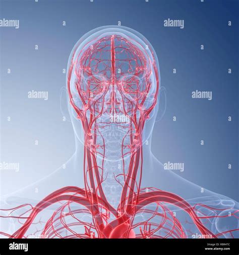 Ilustraci N De Los Vasos Sangu Neos De La Cabeza Fotograf A De Stock