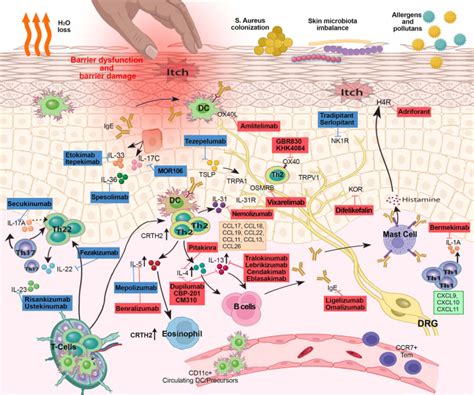 特应性皮炎的转化革命：从发病机制到治疗的范式转变cellular And Molecular Immunology X Mol