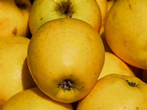 Tout Savoir Sur La Pomme Golden Potager City Hot Sex Picture