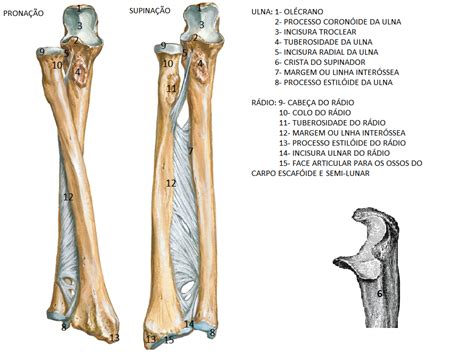 R Dio E Ulna Partes Anatomia Veterin Ria I