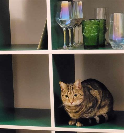 9 Tips For Cat-Proofing Your Home