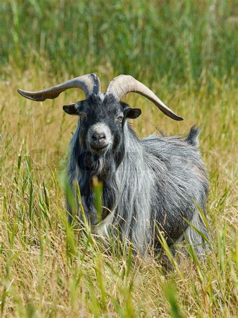 Danish Landrace goat | Stock image | Colourbox