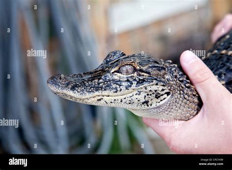 Alligator eyes close up hi-res stock photography and images - Alamy