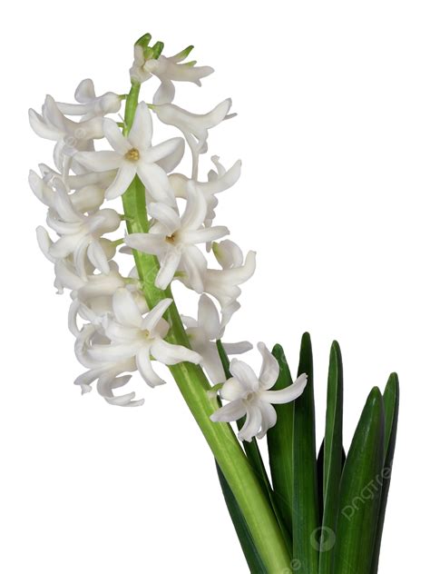 White Hyacinth Blooming Spring Leaves Blooming Png Transparent Image