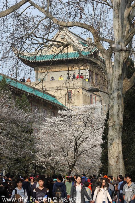 People Flock To Cherry Blossoms In Wuhan University Chinadaily Cn