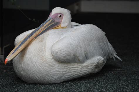 Free Images Wing White Pelican Seabird Pet Beak Fauna Close Up