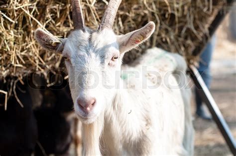 Ziege Auf Dem Bauernhof Stock Bild Colourbox