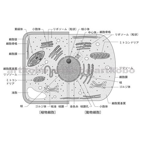 Web教材イラスト図版工房 Rbi細胞の構造と働き09