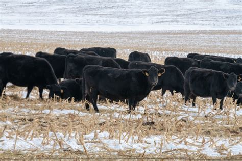 Grazing Corn Residue Can Be An Economical Winter Feed Source For Cows