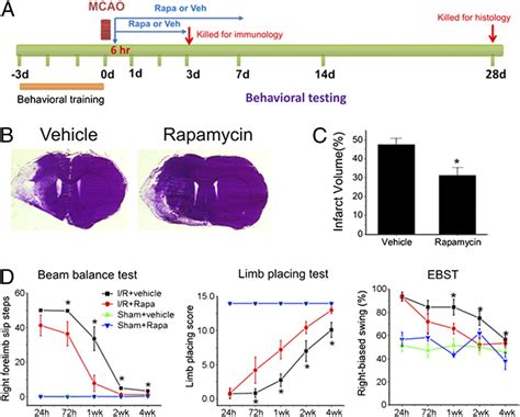 Rapamycin Treatment Reduced Lesion Volume And Improved Motor Deficits