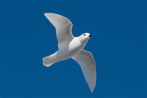 15 Snow Petrel Facts - Facts.net