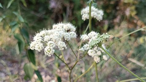 Imperatoria Veneta Xanthoselinum Venetum Apiaceae Youtube