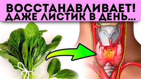 Эту траву скоро запретят, и вот почему! Острое зрение, крепкие кости и ...