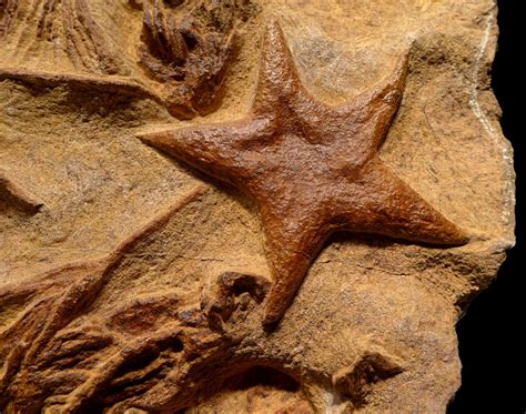 Asteroidea Fossils