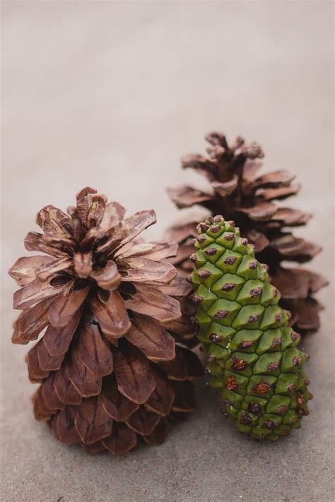 Pine Cones · Free Stock Photo