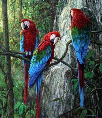 Bird Anime Bird Supplies Beautiful Wallpapers Parrots Art Pet