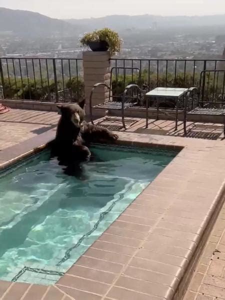 Urso é flagrado em piscina na Califórnia em dia de calor intenso