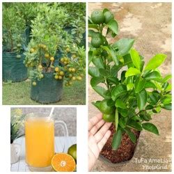 Jual Bibit Tanaman Jeruk Kip Sudah Berbuah Jeruk Lemon Cui Kasturi