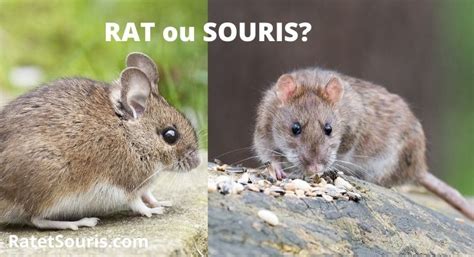 Quelle est la différence entre un rat et une souris