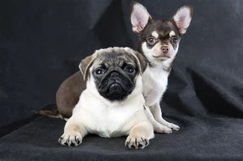 Chihuahua Pug Mix - Complete Guide 2023 - Canine HQ