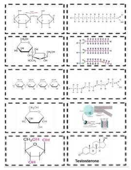 Biology Flash Cards Macromolecules Carbs Lipids Proteins And