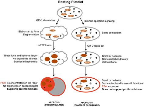 Procoagulant Platelets Intechopen