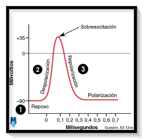 Potenciales De Acci N De Membrana