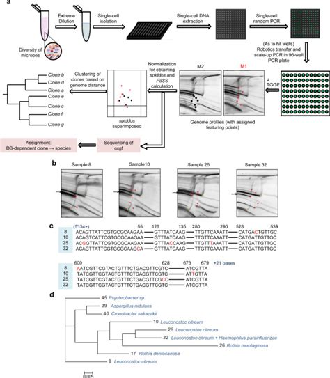 Schematic Representation Of NGS Non Dependent Microbiome Analysis