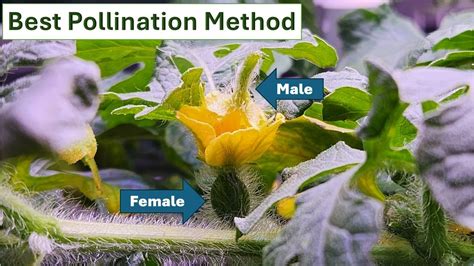 Best Pollination Method Male Vs Female Flowers Hydroponics Aerogarden Watermelon Youtube